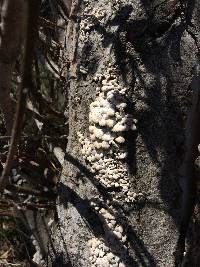 Schizophyllum commune image