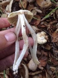 Inocybe sororia image