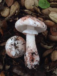 Amanita novinupta image