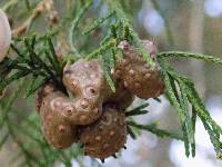 Gymnosporangium juniperi-virginianae image