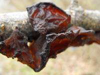 Auricularia auricula-judae image