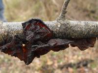 Auricularia auricula-judae image