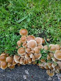 Psathyrella candolleana image