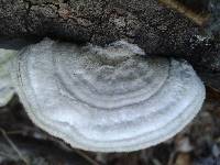 Trametes pubescens image