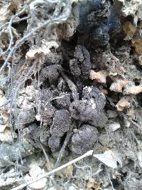 Xylaria polymorpha image