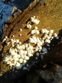 Schizophyllum commune image