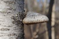 Fomitopsis betulina image