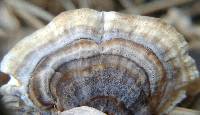 Trametes versicolor image