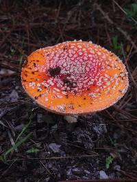 Amanita muscaria image