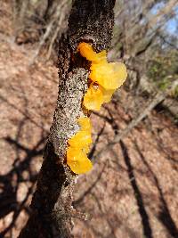 Tremella mesenterica image