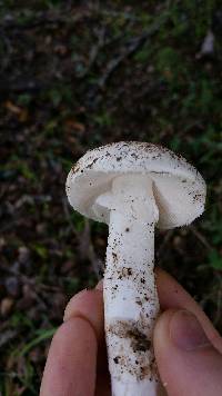 Amanita ocreata image