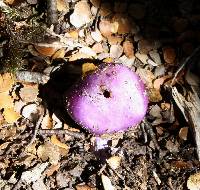 Cortinarius porphyroideus image