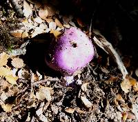 Cortinarius porphyroideus image