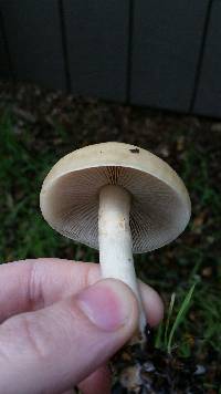 Agrocybe praecox image