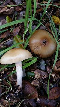 Agrocybe praecox image