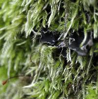 Peltigera collina image