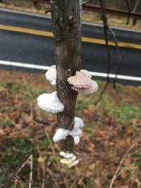 Schizophyllum commune image