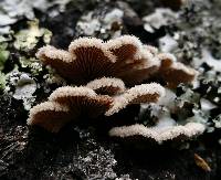 Schizophyllum commune image