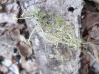 Usnea strigosa image