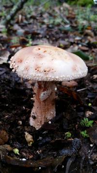 Amanita novinupta image