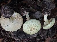 Amanita phalloides image