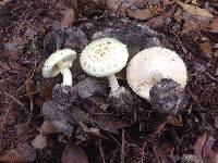 Amanita phalloides image