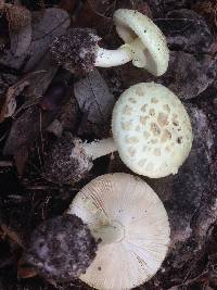 Amanita phalloides image