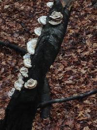 Trametes cubensis image