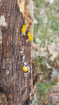 Tremella mesenterica image