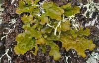 Lobaria pulmonaria image