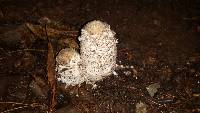 Coprinus comatus image