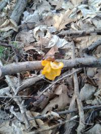 Tremella mesenterica image