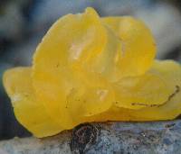 Tremella mesenterica image