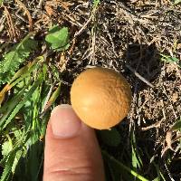 Agrocybe pediades image