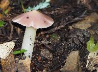 Hygrocybe calyptriformis var. calyptriformis image