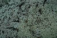 Cladonia confusa image