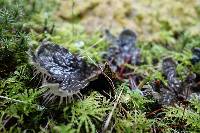 Peltigera membranacea image