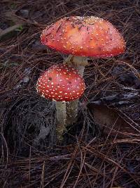 Amanita muscaria image