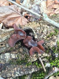 Auricularia auricula-judae image