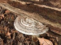 Ganoderma applanatum image