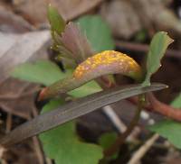 Puccinia mariae-wilsoniae image