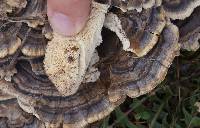 Trametes versicolor image