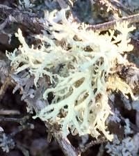 Evernia prunastri image