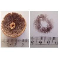 Psathyrella candolleana image