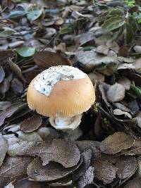 Amanita velosa image