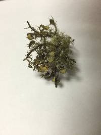 Usnea strigosa image