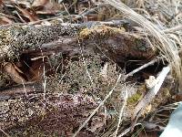 Cladonia furcata image