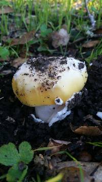 Amanita vernicoccora image