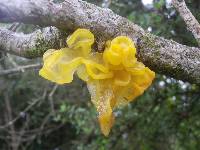 Tremella mesenterica image