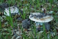 Amanita novinupta image